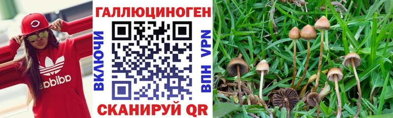 мега ССЫЛКА  дарнет шоп  Дубна  Псилоцибиновые грибы прущие грибы 